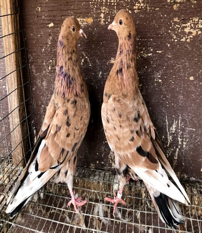Parlor Roller Pigeons For Sale - Image 2