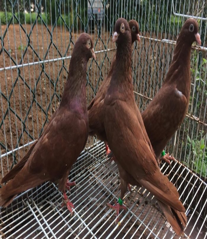 Tippler Pigeons For Sale - Image 2