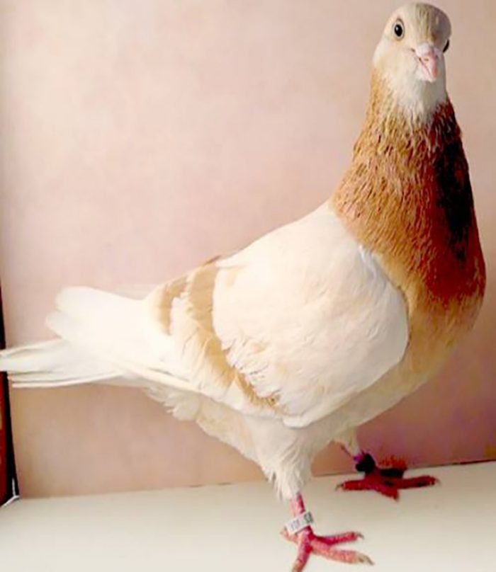 Birmingham Roller Pigeons For Sale