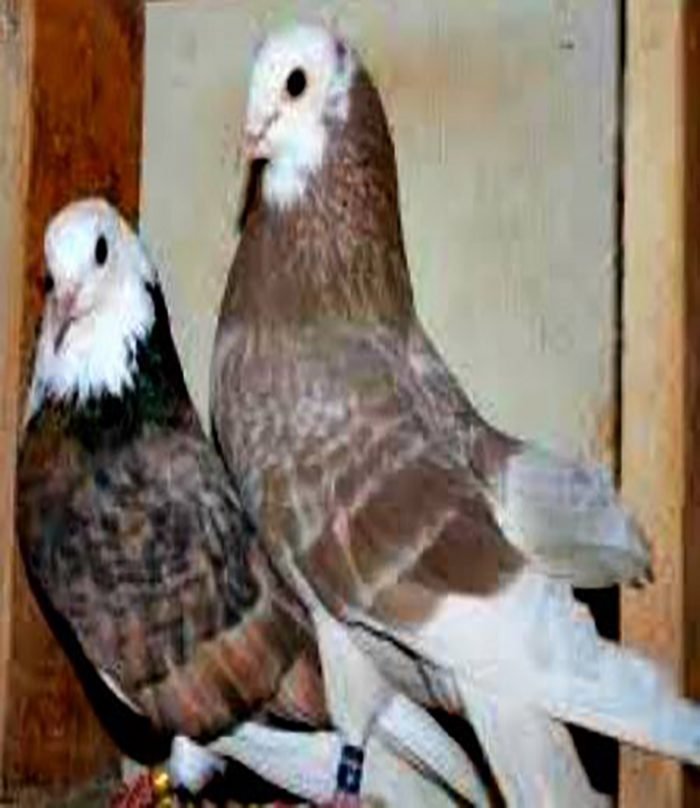 Parlor Roller Pigeons For Sale