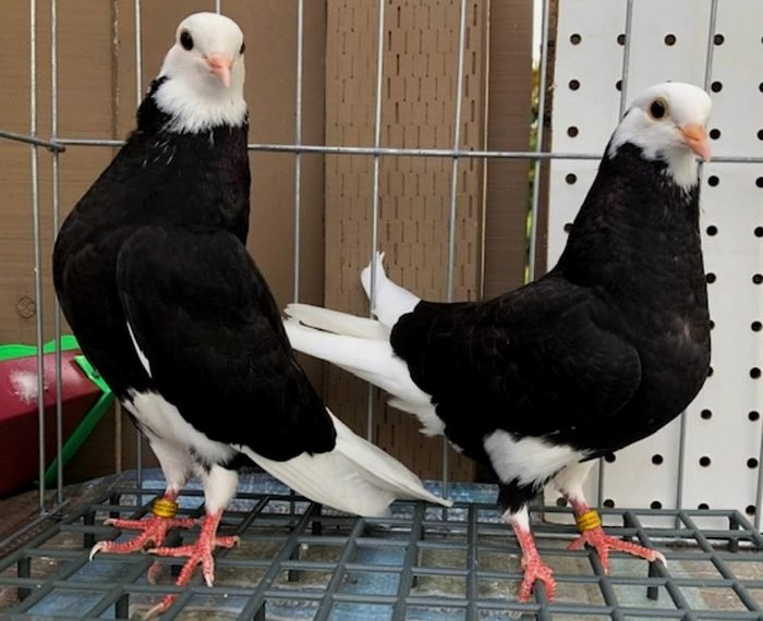 Birmingham Roller Pigeons For Sale - Image 6