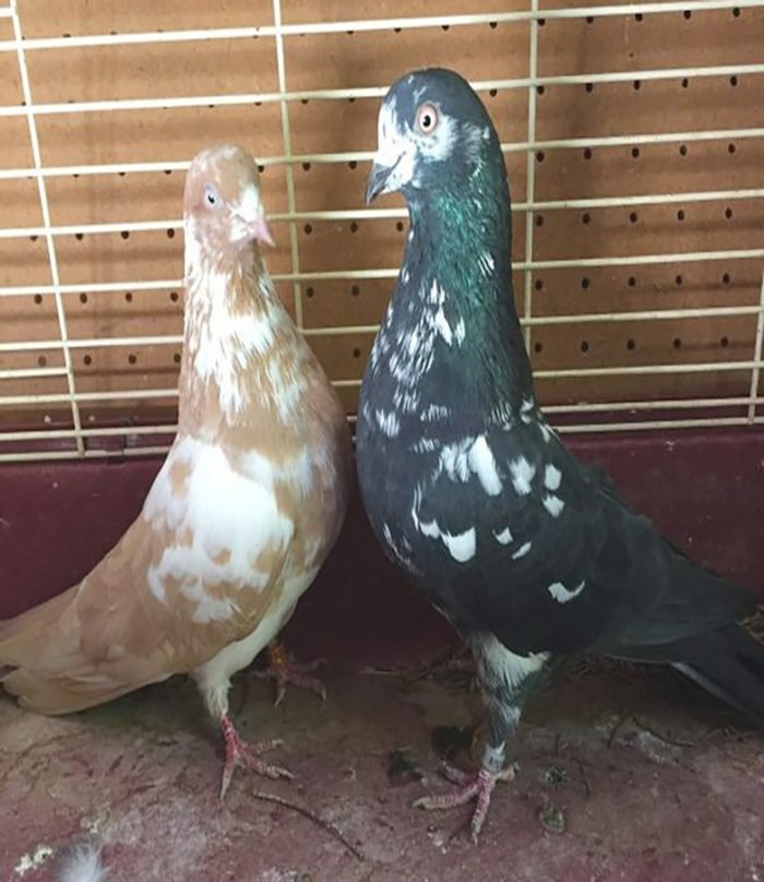 Tippler Pigeons For Sale