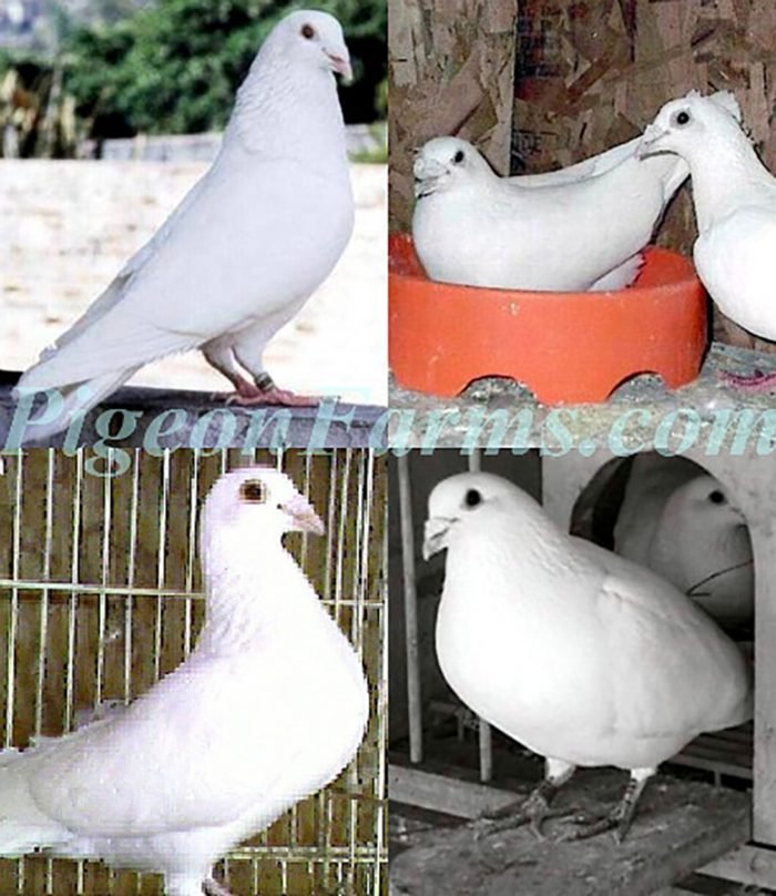 White Dove Release Pigeons for Sale - Image 2
